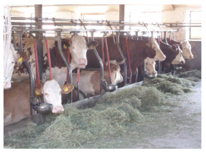 Cows At Hay Based Dairy