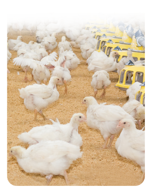 Poultry Nutrition Consulting Crystal Creek