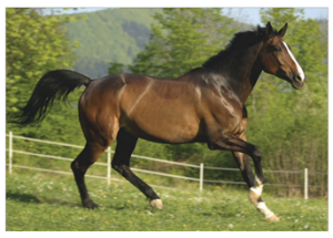 Horse01