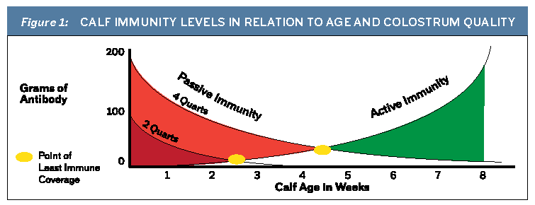 Figure 1 Calf Immunity Levels