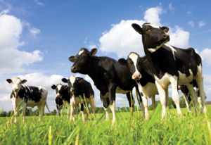 Holsteins Grazing
