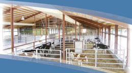 Calf barn design with ventilation