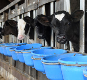 Calves eating out of disinfected buckets