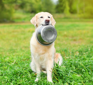 Dog with dog food dish