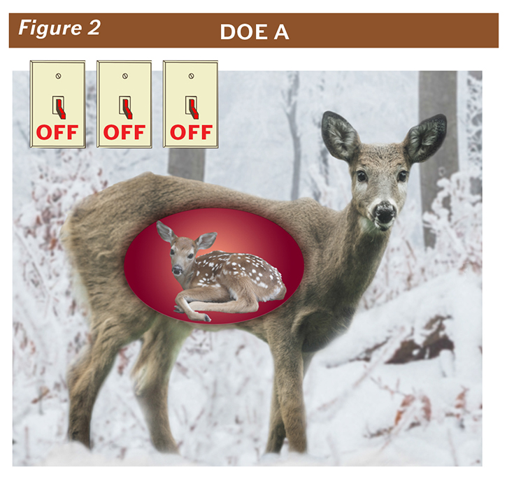 Antler Growth Cycle, Deer Ecology & Management Lab