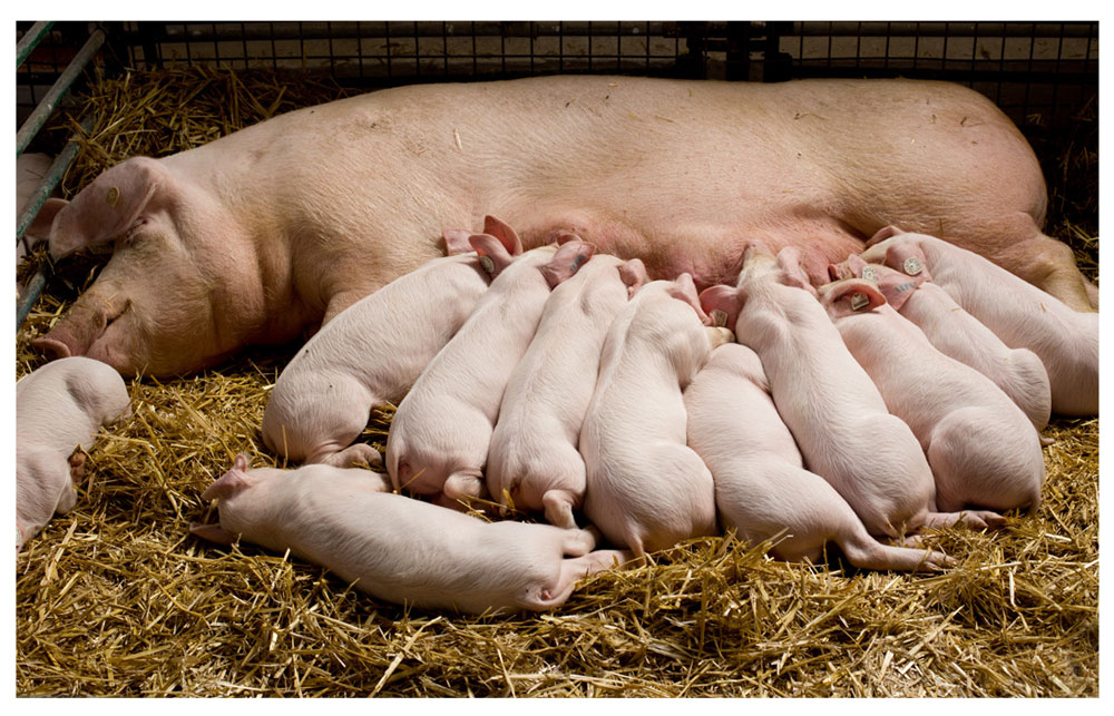 06-Sow-And-Piglets.jpg