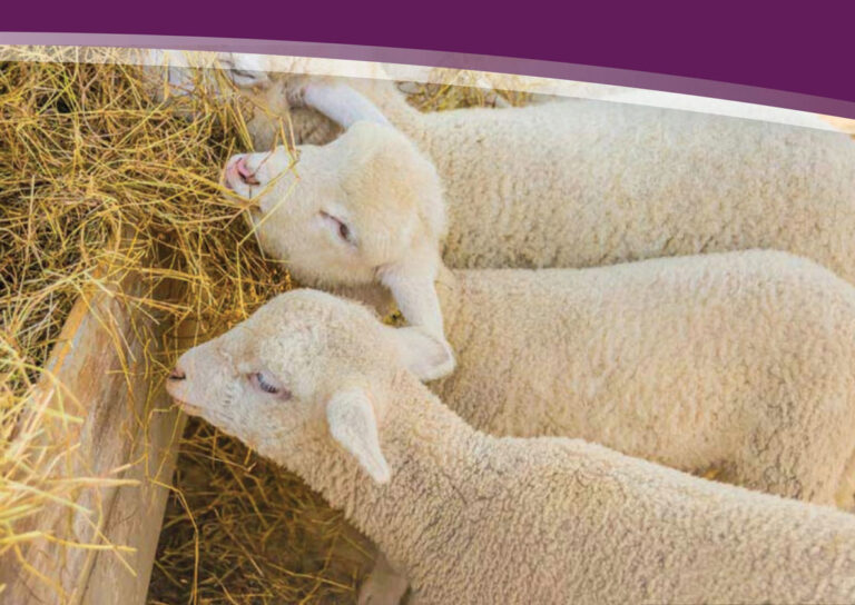 Nutrient Deficiencies in Small Ruminants Crystal Creek