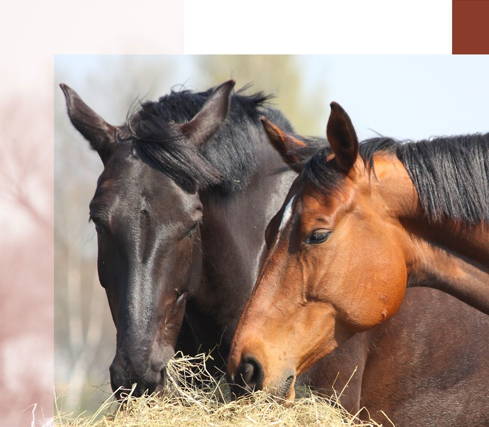 Crystal Creek Equine Products
