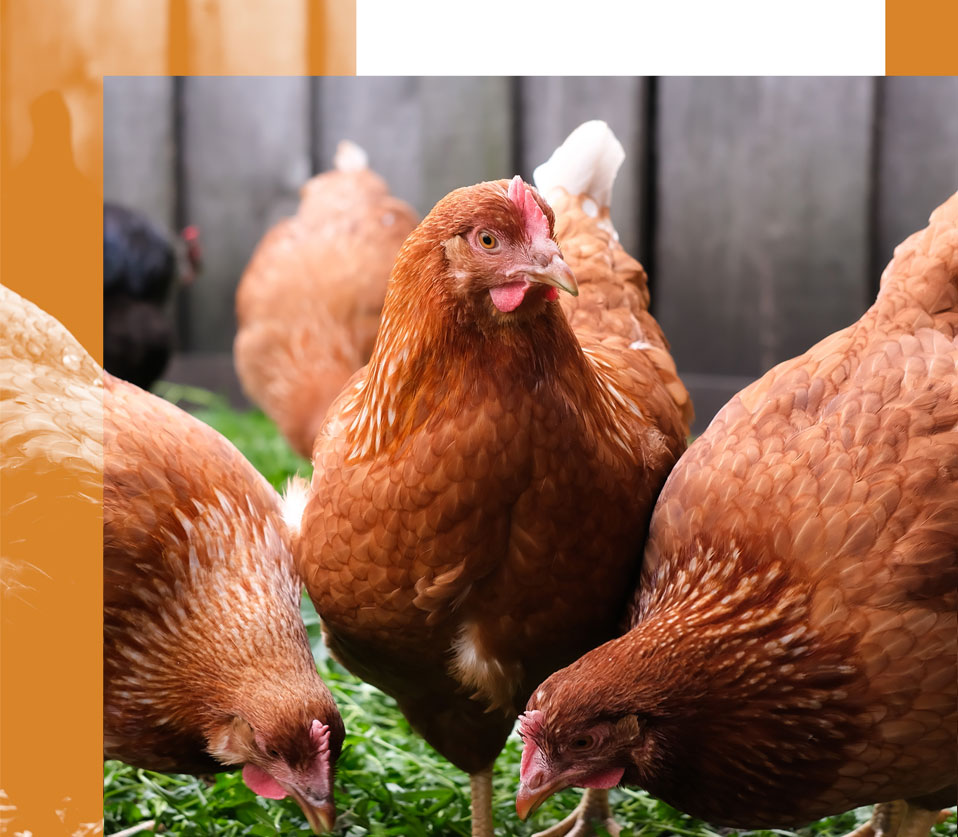 Crystal Creek Poultry Products